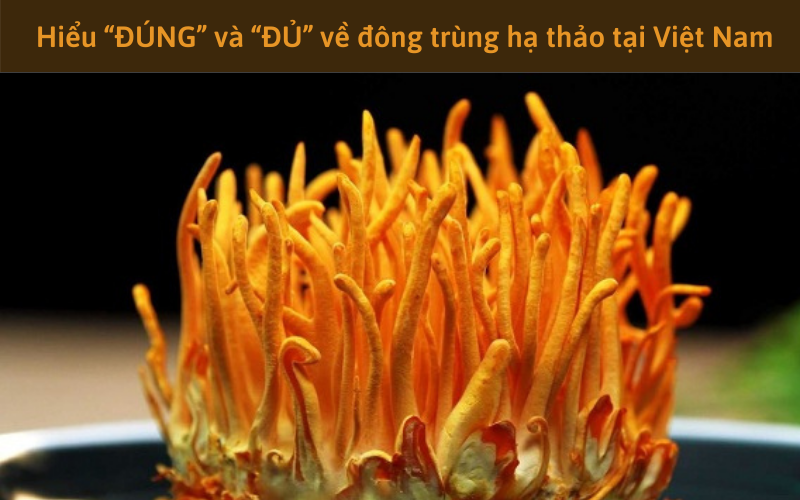 Hiểu “ĐÚNG” và “ĐỦ” về đông trùng hạ thảo tại Việt Nam