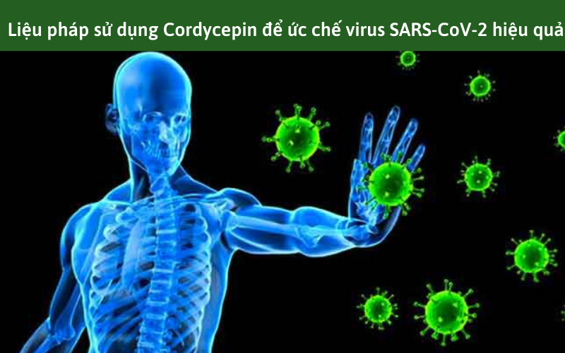 Liệu pháp sử dụng Cordycepin để ức chế virus SARS-CoV-2 hiệu quả