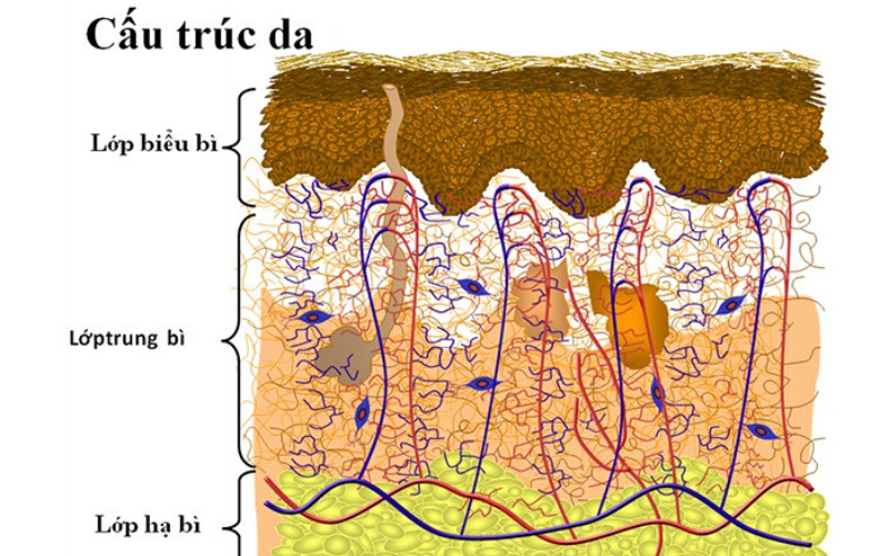 CẤU TRÚC DA CỦA CHÚNG TA