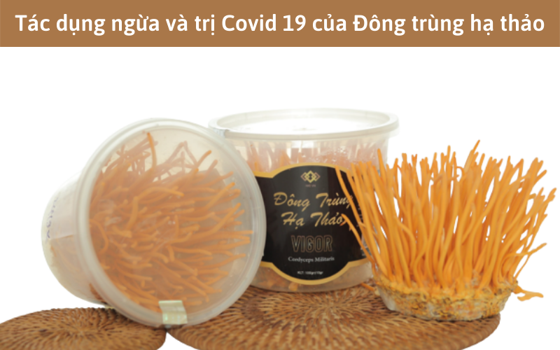 Tác dụng ngừa và trị Covid 19 của Đông trùng hạ thảo