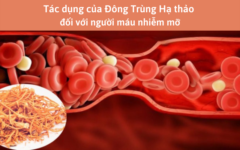 Tác dụng của Đông Trùng Hạ thảo đối với người máu nhiễm mỡ