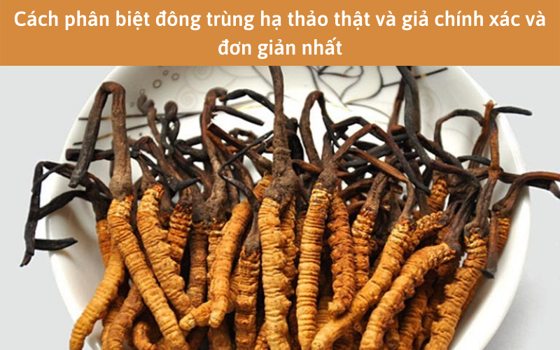 Cách phân biệt đông trùng hạ thảo thật và giả chính xác và đơn giản nhất