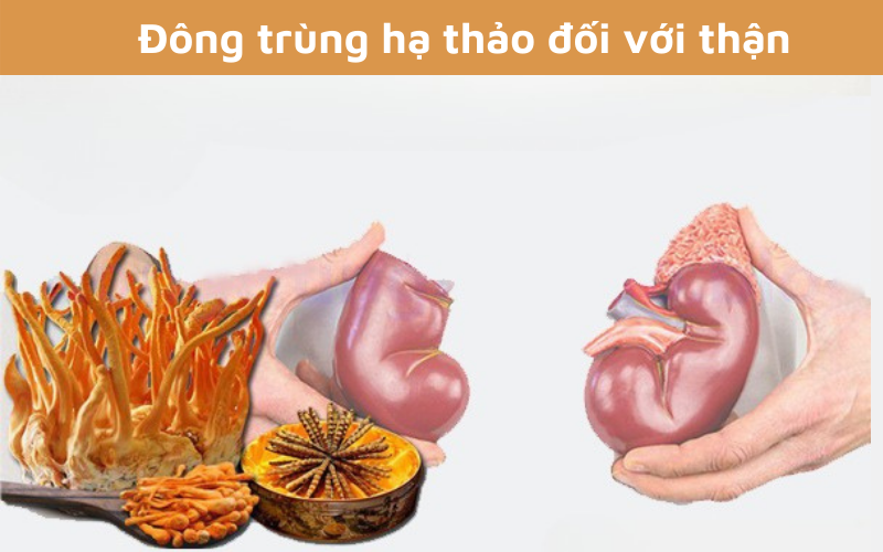 Đông trùng hạ thảo đối với thận: Tác dụng và điều trị bệnh thận