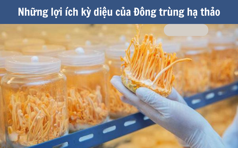 Những lợi ích kỳ diệu của Đông trùng hạ thảo