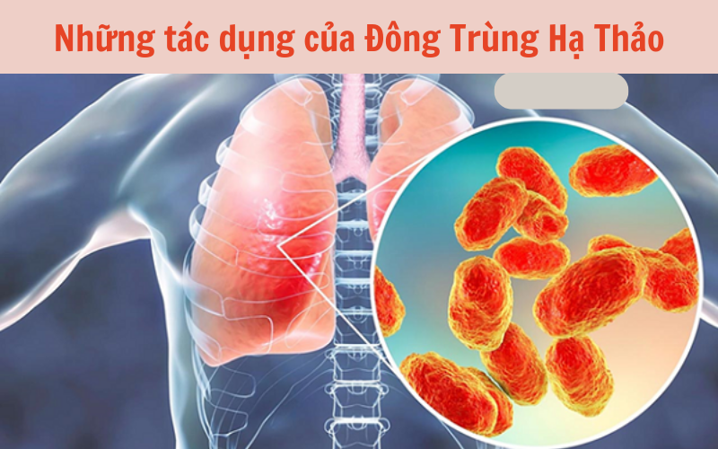 Những tác dụng của Đông Trùng Hạ Thảo
