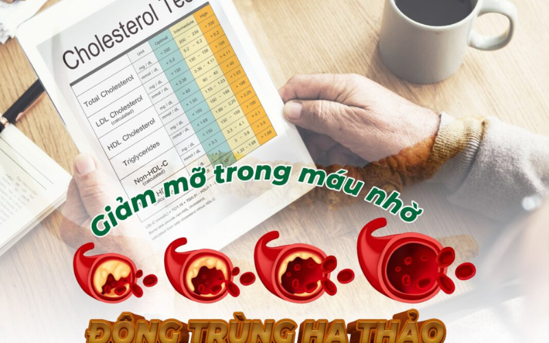 GIẢM MỠ TRONG MÁU NHỜ ĐÔNG TRÙNG HẠ THẢO