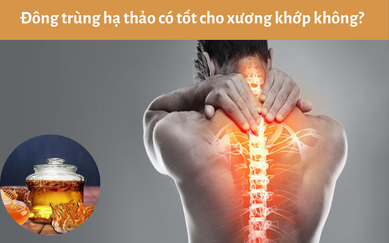 Đông trùng hạ thảo có tốt cho xương khớp không?