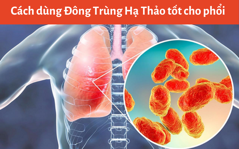 Cách dùng Đông Trùng Hạ Thảo tốt cho phổi