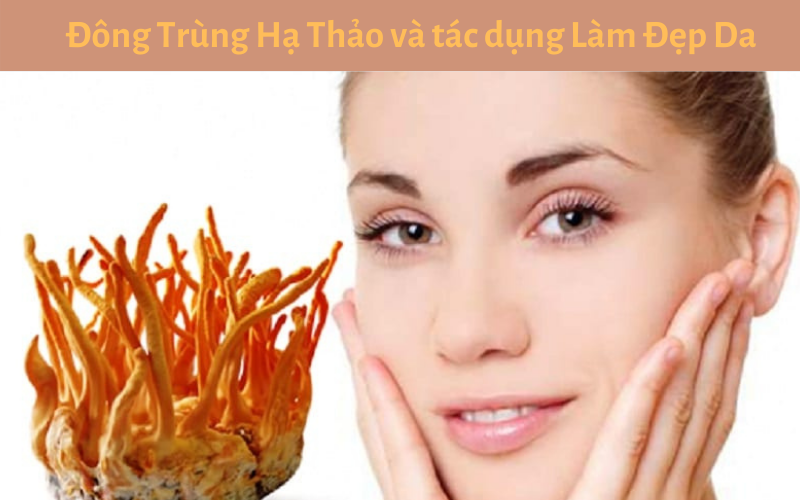 Đông Trùng Hạ Thảo và tác dụng Làm Đẹp Da