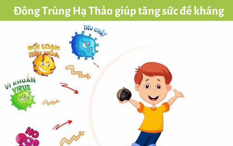 Đông Trùng Hạ Thảo giúp tăng sức đề kháng 