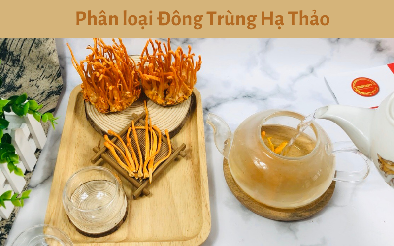 Đông Trùng Hạ Thảo - Phân Loại, Công Dụng, Cách Sử Dụng, Địa Chỉ Mua Uy Tín
